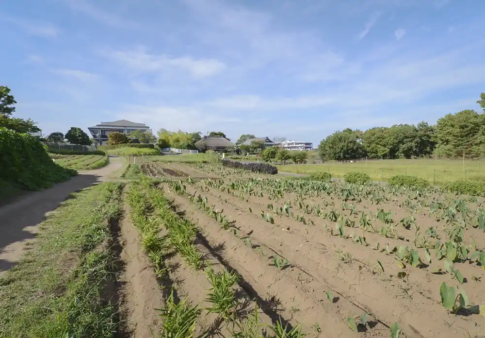 都市農業公園の畑