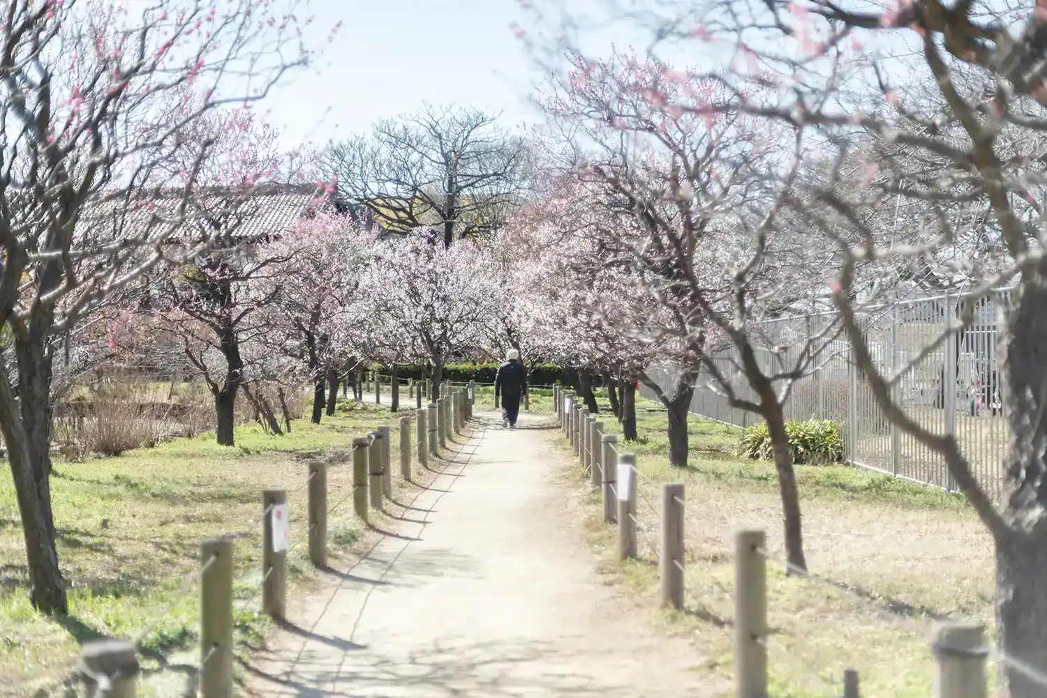 agriculturalpark-plum-15 都市農業公園の梅の花