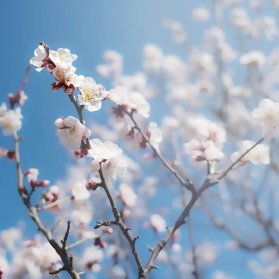 agriculturalpark-plum-16 都市農業公園の梅の花