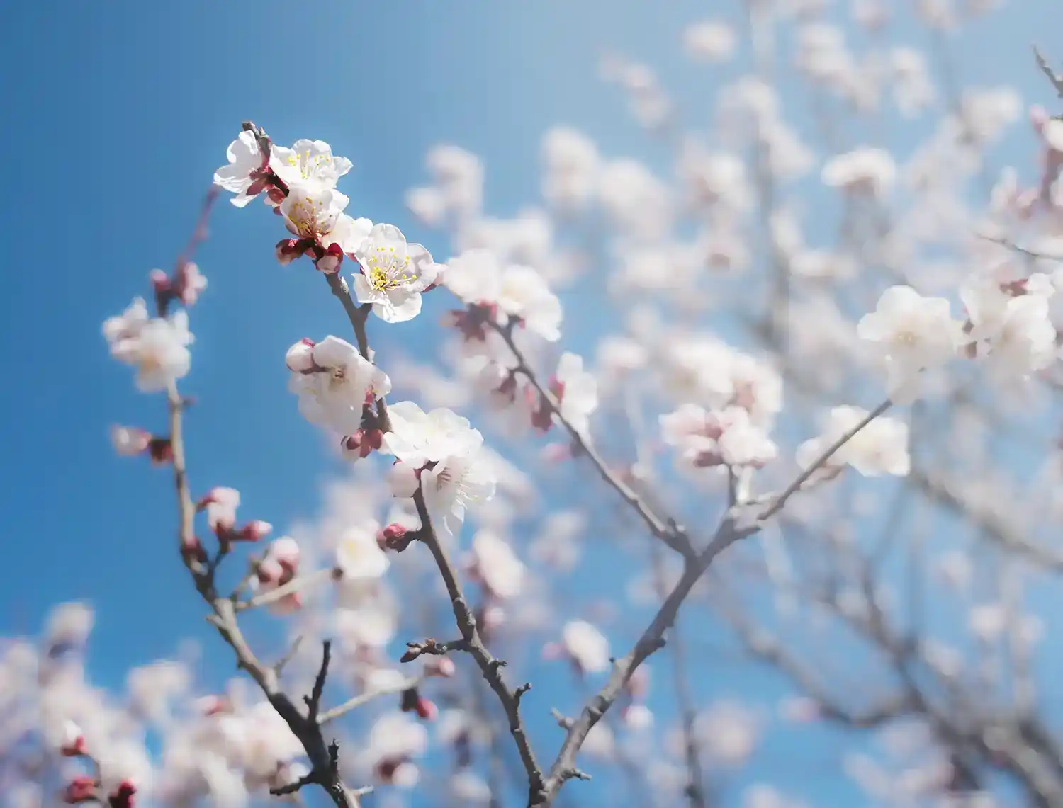 都市農業公園の梅の花