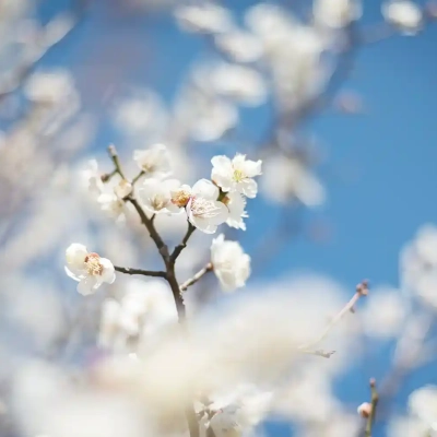 agriculturalpark-plum-17 都市農業公園の梅の花