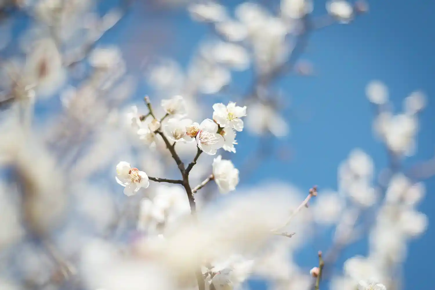 agriculturalpark-plum-17 都市農業公園の梅の花