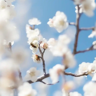 agriculturalpark-plum-18 都市農業公園の梅の花