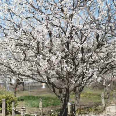agriculturalpark-plum-20 都市農業公園の梅の花