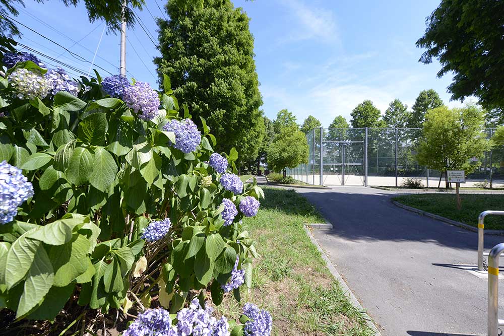 aoi-landscape-1 ウォーキングコース(青井公園)