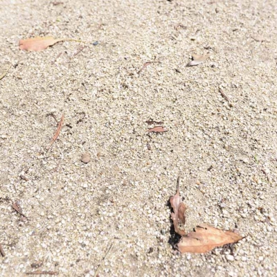 多目的広場の砂