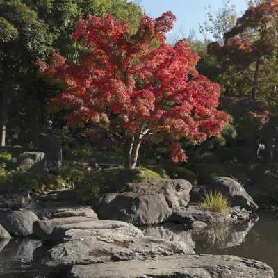 autumn-leaves-hanahata-2 足立区にある花畑記念庭園の紅葉