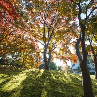 autumn-leaves-hanahata-4 足立区にある花畑記念庭園の紅葉