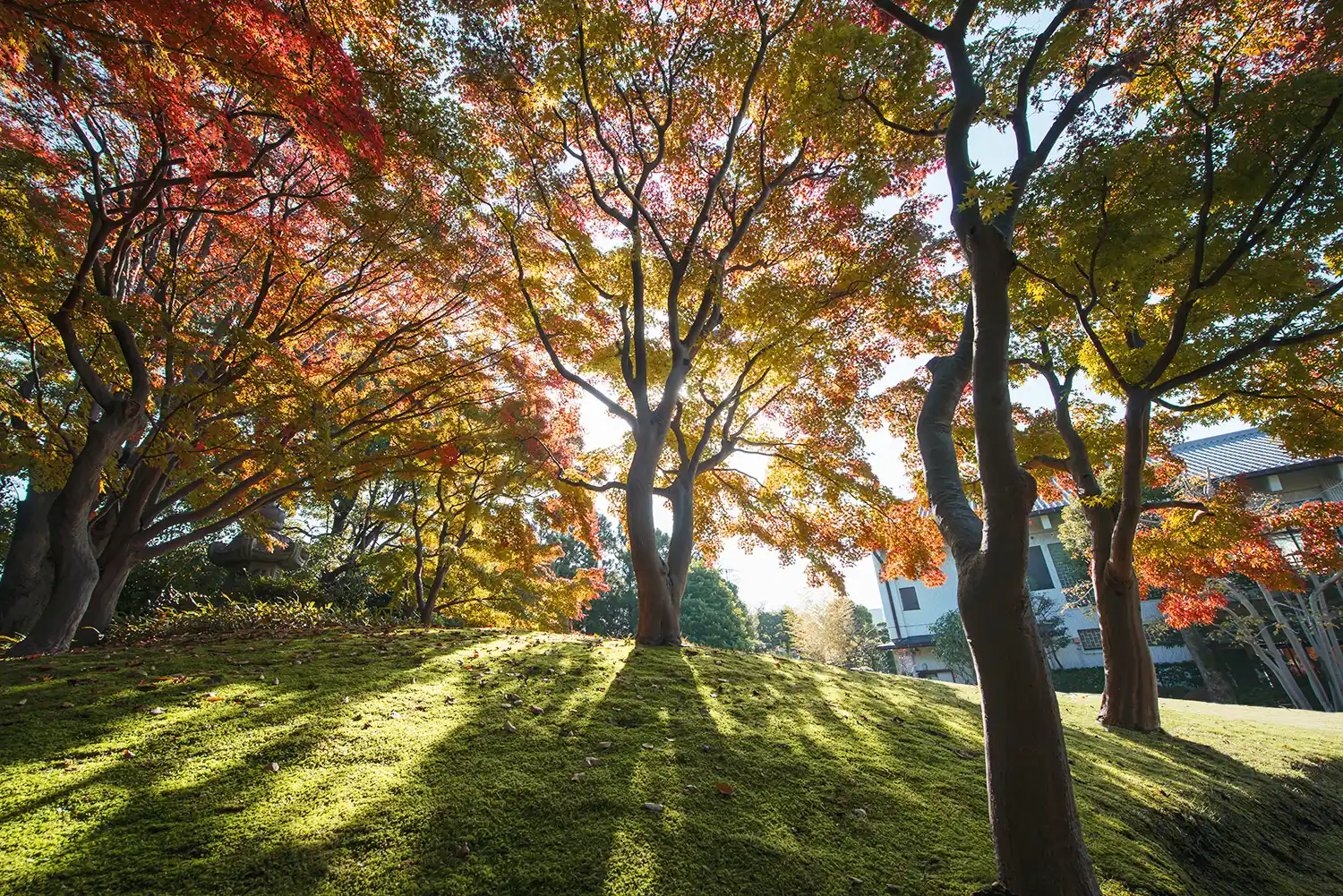 足立区にある花畑記念庭園の紅葉