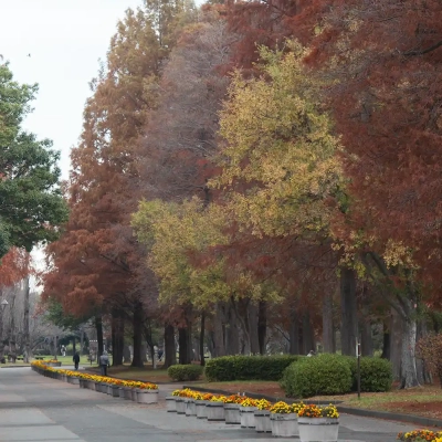 autumn-leaves-mizumoto-4 葛飾区にある水元公園の紅葉