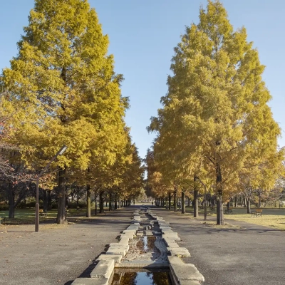 autumn-leaves-toneri-2 足立区にある舎人公園の紅葉