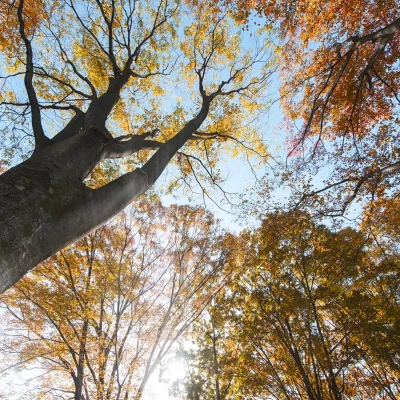 autumn-leaves-toneri-4 足立区にある舎人公園の紅葉