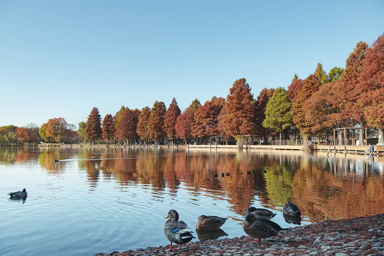 autumn-leaves-toneri-5 足立区にある舎人公園の紅葉