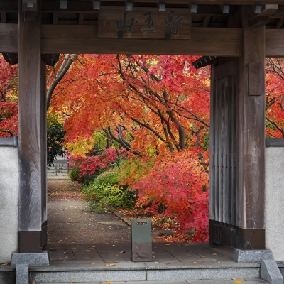 autumn-leaves-yakushiji-6 足立区にある薬師寺の紅葉