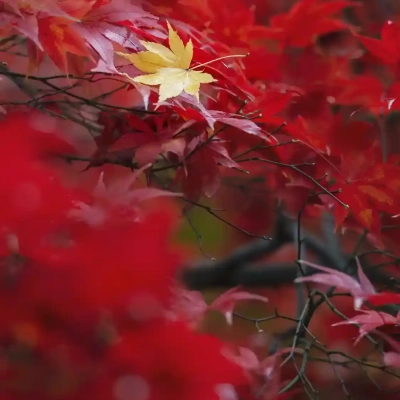 autumn-leaves-yakushiji-8 足立区にある薬師寺の紅葉
