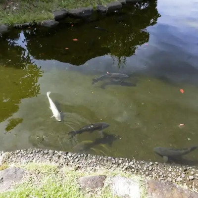 池を泳ぐコイ（ベルモント公園）