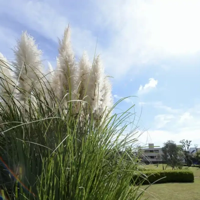 すすき（ベルモント公園）