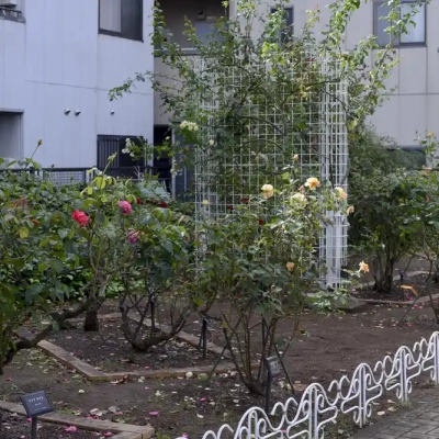 バラの小道（ベルモント公園）