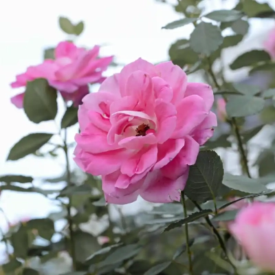 バラ「ケアフリー ワンダー」（ベルモント公園）