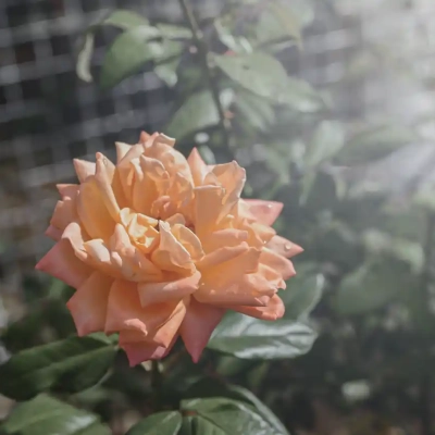 バラ「フロージン ’82」（ベルモント公園）