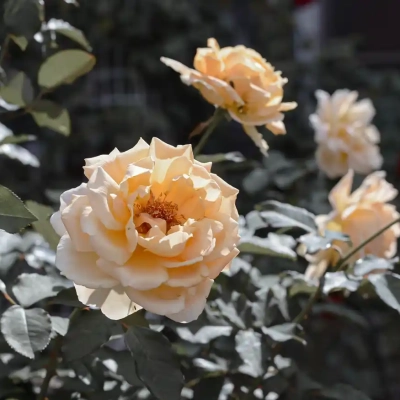 バラ「ジャスト ジョーイ」（ベルモント公園）