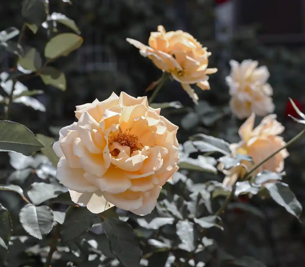 バラ「ジャスト ジョーイ」（ベルモント公園）