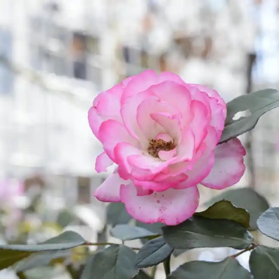 バラ「ニコール」（ベルモント公園）