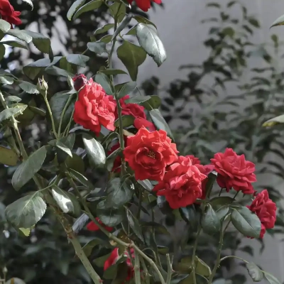 バラ「アンクル ウォルター」（ベルモント公園）