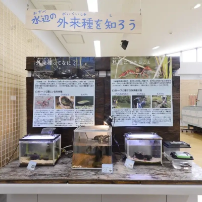 biotope-museum-6 桑袋ビオトープ公園の「あやせ川清流館」にある展示物