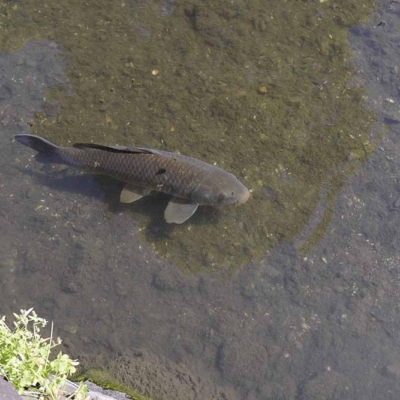 親水エリアのコイ（五反野コミュニティ公園）