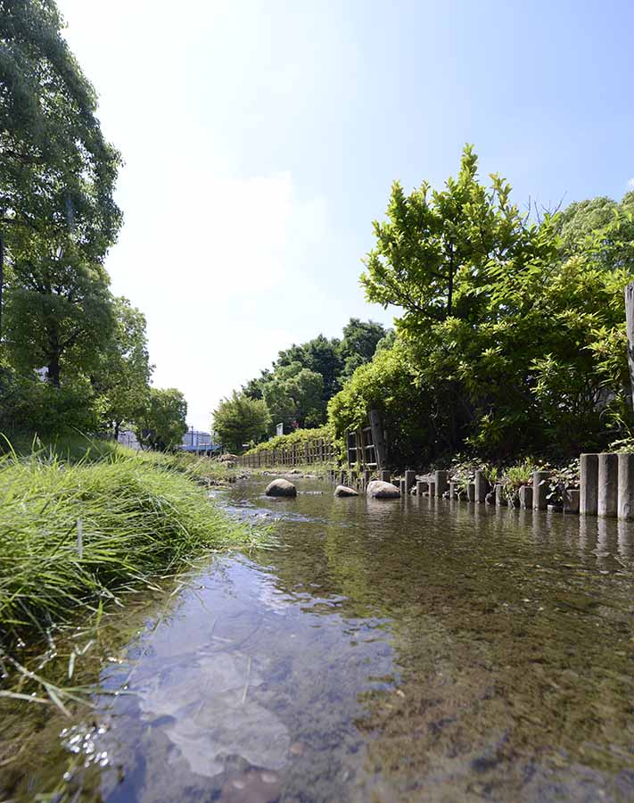 親水エリア（五反野コミュニティ公園）