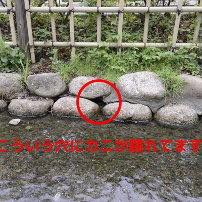 親水エリアで見つかるカニ（五反野コミュニティ公園）