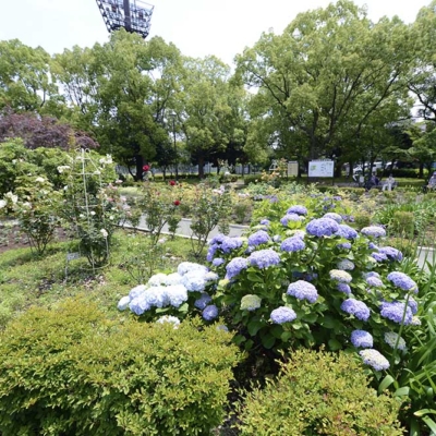 花壇（東綾瀬公園）