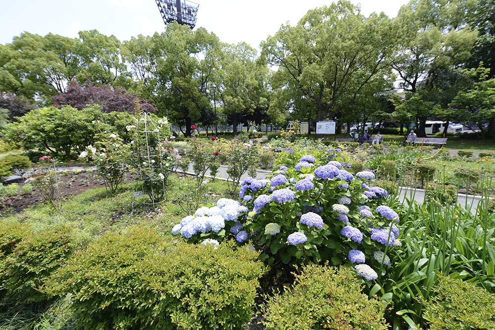 花壇（東綾瀬公園）