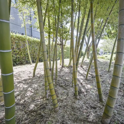 伊興四丁目公園の竹林