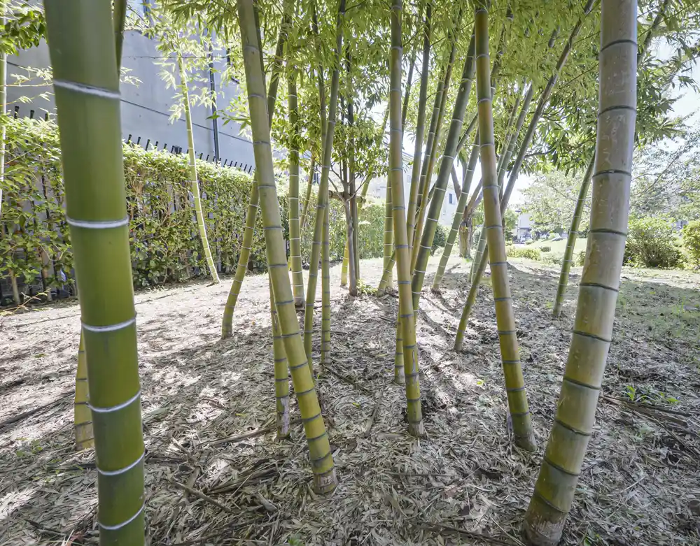 ikou4-landscape-5 伊興四丁目公園の竹林