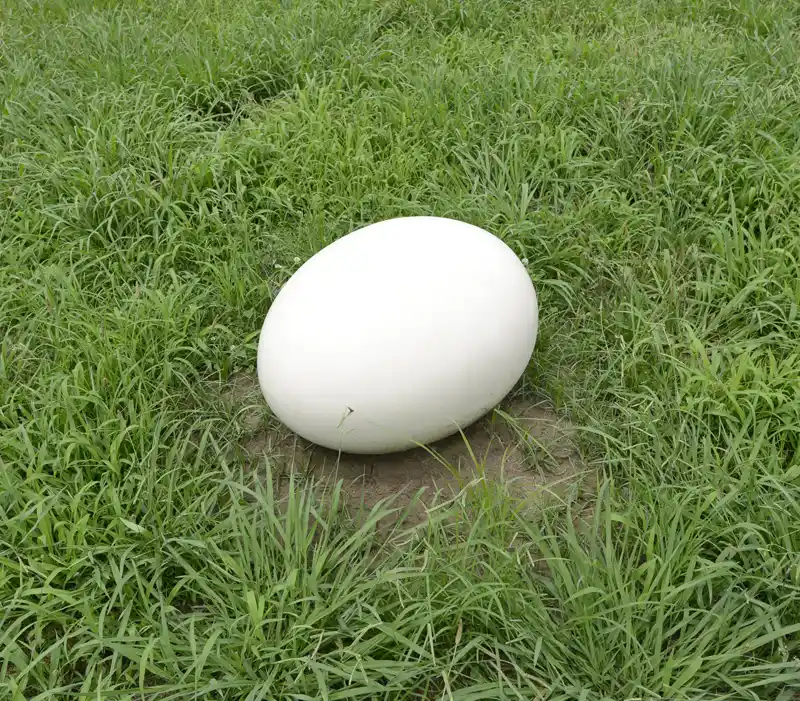 入谷中郷南恐竜公園の恐竜の卵