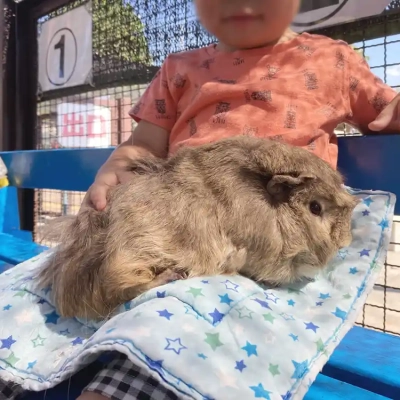 kamichibasunahara-animal-13 上千葉砂原公園にあるふれあい動物広場ではモルモットを触れる