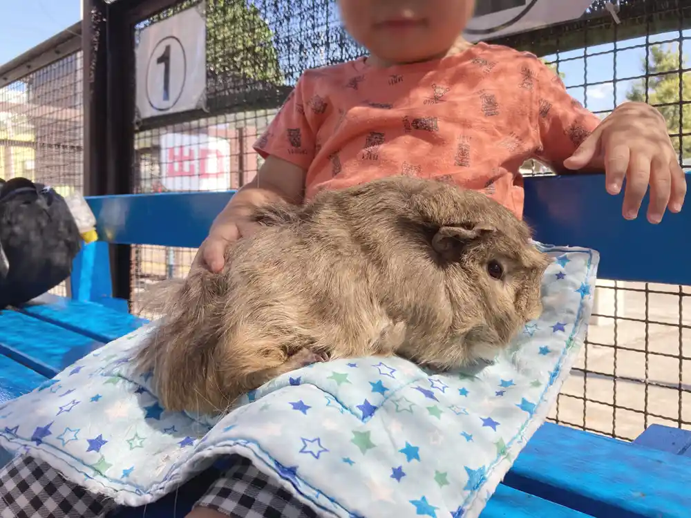 kamichibasunahara-animal-13 上千葉砂原公園にあるふれあい動物広場ではモルモットを触れる