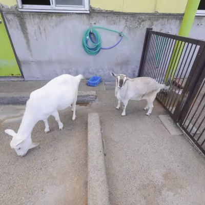 kamichibasunahara-animal-2 上千葉砂原公園にあるふれあい動物広場にいるヤギ