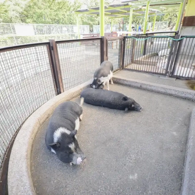 kamichibasunahara-animal-5 上千葉砂原公園にあるふれあい動物広場にいるミニブタ