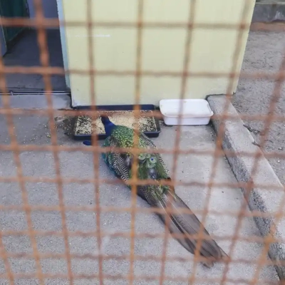 kamichibasunahara-animal-7 上千葉砂原公園にあるふれあい動物広場にいるクジャク