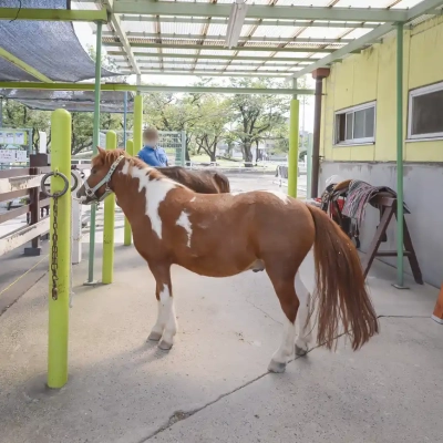 kamichibasunahara-riding-horse-6 上千葉砂原公園にあるポニー乗馬場のポニー