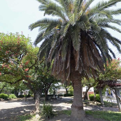 ヤシの木（吉右衛門堀公園）