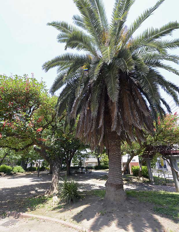 ヤシの木（吉右衛門堀公園）