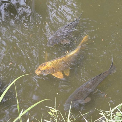 金色のコイ（見沼代親水公園）