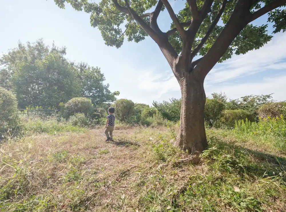 水元公園の雑木の丘の頂上