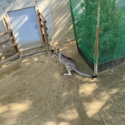 motofuchie-biological-garden-21 カンガルー(元渕江公園の生物園)