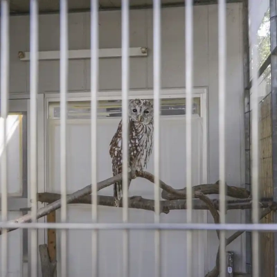 motofuchie-biological-garden-36 元渕江公園の生物園にいるホンドフクロウ
