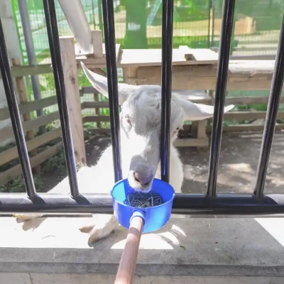 motofuchie-biological-garden-43 元渕江公園の生物園にいるヤギにはエサをあげられる